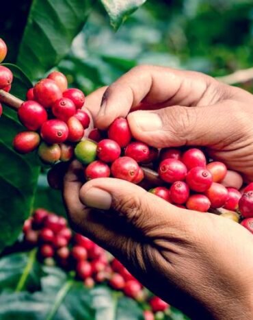 Blog-Pic-Harvesting__1597682371_94.206.192.97